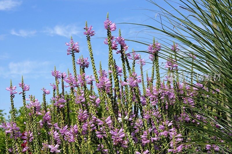 Physostegia virginiana花